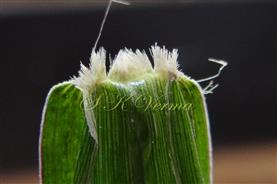  Ligule